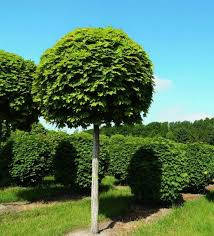 Клен кулястий Глобозум