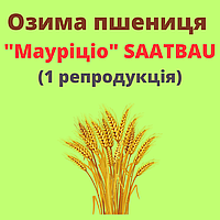 Пшениця "Мауріціо"