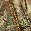 Китель тактичний Blitz Twill Multicam, фото 9