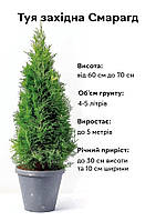 Туя Смарагд західна Пірамідальна крона Хвоя зелена h - 60-70 см, об'єм ґрунту 4 літри, 1 шт