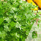 Коріандр (Кінза) Нектар Традиція 10 г, фото 2