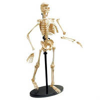 Набор для экспериментов EDU-Toys Модель скелета человека сборная, 24 см (SK057) g