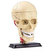 Набор для экспериментов EDU-Toys Набор для исследований Модель черепа с нервами сборная, 9 см SK010 d