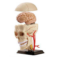 Набір для експериментів EDU-Toys Набір для досліджень Модель черепа з нервами збірна, 9 см (SK010) g