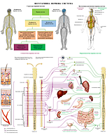 Анатомический плакат Вегетативная нервная система человека 67*86см