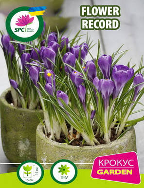 Крокус великоквітковий Flower Record, фото 3