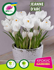 Крокус великоквітковий  Jeanne d'Arc