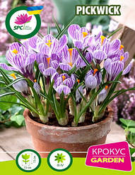 Крокус великоквітковий Pickwick