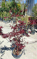 КЛЕН ACER PALMATUM TROMPENBURG COUPE 30