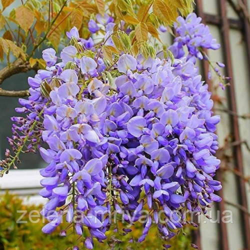 Гліцинія китайська (Sinensis) саджанець 180 см.