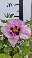 Пион древовидный Paeonia suffruticosa С15L h 40-60