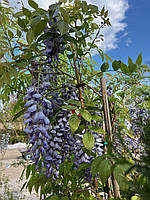 Вистерия (Глициния) WISTERIA SINENSIS AMETISTH с 5 l h 150-200