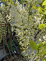 Вистерия (Глициния) WISTERIA SINENSIS с 5 l h 150-200