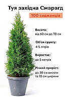 Туя Смарагд західна Пірамідальна крона Хвоя зелена h - 60-70 см, об'єм ґрунту 4 літри, 100 шт DS