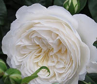 Троянда англійська Біла (White English)