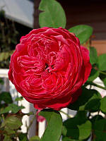 Троянда англійська Ред Піано (Red Piano)