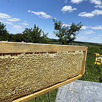 Стільники (соти) Ріпакового меду на вагу порізані 2024 р