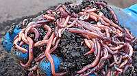 Навозный червь красный для рыбалки, приманка красные калифорнийские черви для рыбалки, порция червей 120 шт