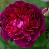 Троянда англійська Вільям Шекспір (William Shakespeare)