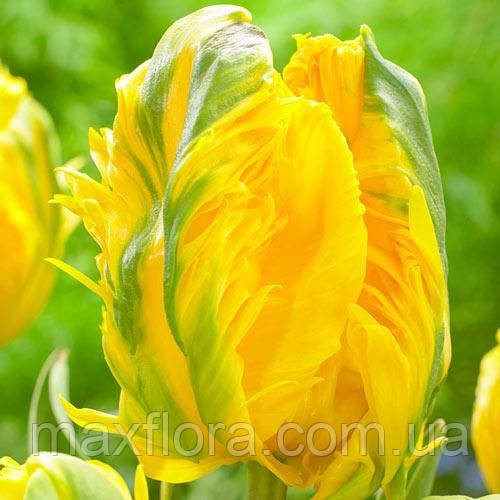 Тюльпан Parrot Gold 12/+, фото 1