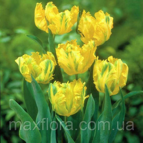 Тюльпан Parrot Gold 11/12, фото 1