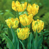 Тюльпан Parrot Gold 12/+, фото 2