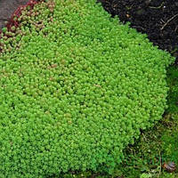 Очиток/Седум ИСПАНСКИЙ МОХ грунтопокровник - многолетнее садовое растение (ОКС/сажанец диаметром 10см)