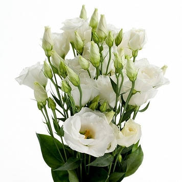 Еустома Розіта Вайт Голландія 5+ квіток (пачка 10 гілок)