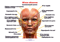 Анатомический плакат Мишц лица 50х67см