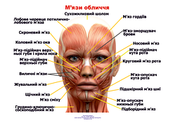 Анатомічний плакат М'язи обличчя 52х67 см Плакат для навчальних центрів Плакат із м'язами обличчя людини