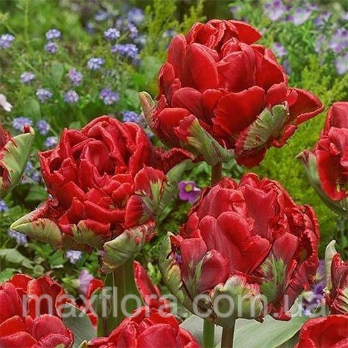 Тюльпан ROCOCO DOUBLE 10/11