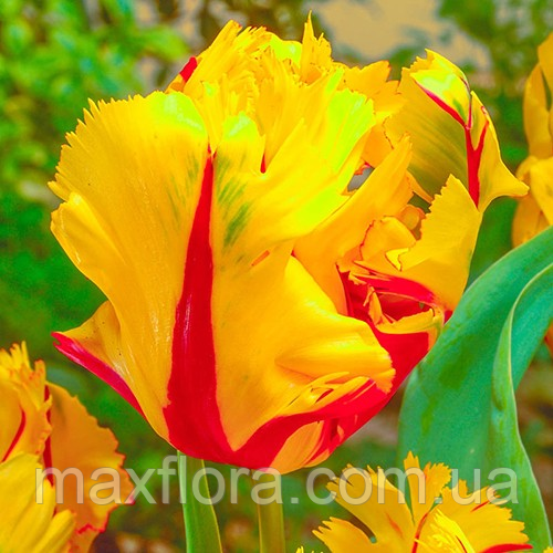 Тюльпан TEXAS FLAME 11/12, фото 1
