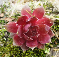 Молодило Ред Ліон. У контейнерах Д5.