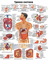 Анатомический плакат Пищеварительная система 50х64.5см.