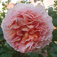 Абрахам Дерби (Abraham Darby)-1, горшик 8л