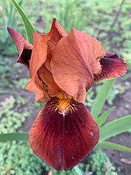 Ірис карликовий Nosferatu 1 шт.