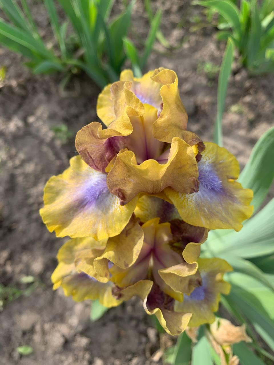 Ирис карликовый Glint  1 шт., фото 1