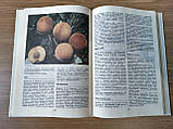 Книга Помологія в п'яти томах. Том 3. Абрикос, персик, алича, фото 4