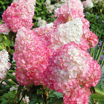 Саджанці Гортензії Пінк Леді (Hydrangea paniculata Pink Lady)