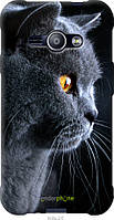 Пластиковый чехол Endorphone Samsung Galaxy J1 Ace J110H Красивый кот (3038t-215-26985) TP, код: 7500865