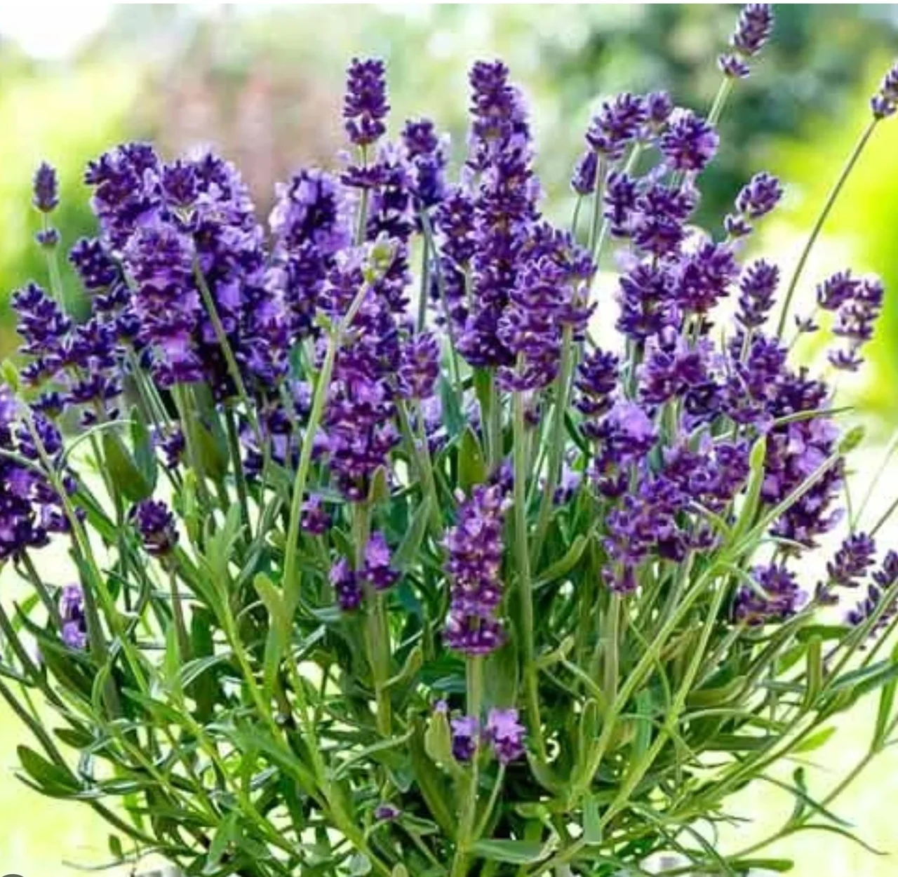 Насіння квіти Лаванда 0,1г.