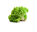 Насіння Салату