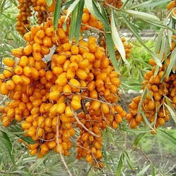 Саджанці обліпихи Либідь (2,5 роки, контейнер 2л)