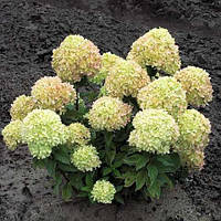 Саженцы Гортензии Литл Лайм (Hydrangea paniculata Little Lime)