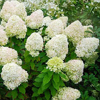 Саженцы Гортензии Фантом (Hydrangea paniculata Phantom)