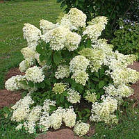 Саженцы Гортензии Канделайт (Hydrangea paniculata Candlelight)