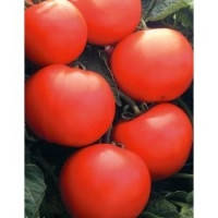 Насіння Томата Дебют F1/ Debut F1 1000 насіння Seminis