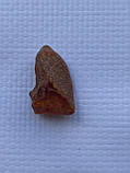 Бурштин необроблений камінь натуральний бурштин 20*10*13 мм, фото 3