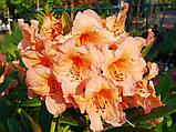 Рододендрон Tortoiseshell Orange (Черепаховий помаранчевий) гір С7 45-50см, фото 3
