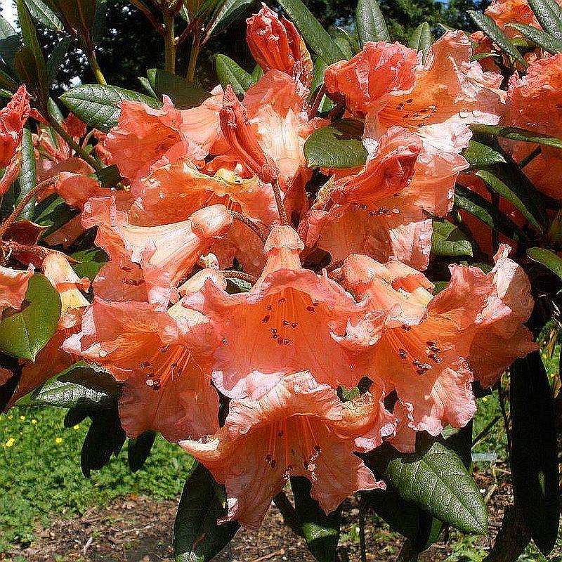Рододендрон Tortoiseshell Orange (Черепаховий помаранчевий) гір С7 45-50см, фото 1